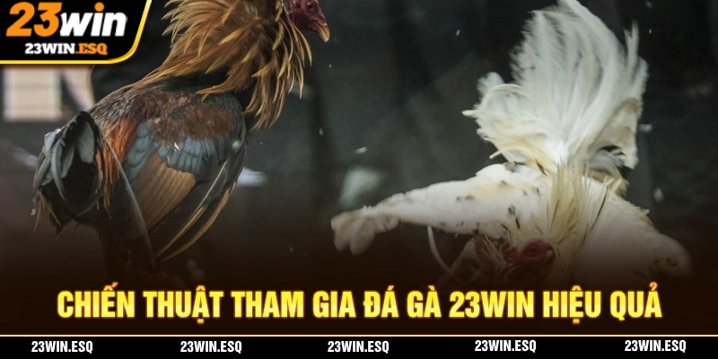 Chiến thuật chơi đá gà 23WIN