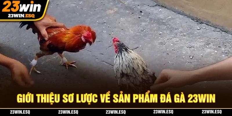 Giới thiệu về sảnh đá gà 23WIN