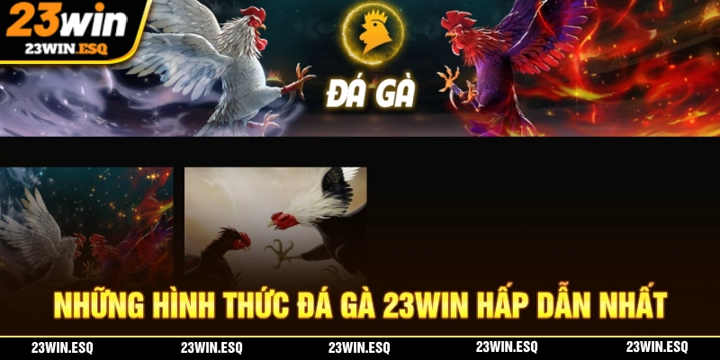 Nhiều hình thức đá gà hấp dẫn tại 23WIN